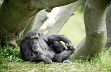 Dublin Zoo celebrates Betty and Wendy's golden years