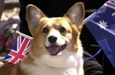 9 people who were pretty sad about the Queen’s corgi dying
