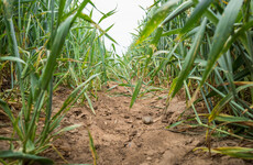 Better food 'cold chains' are crucial for climate and world hunger, says UN report