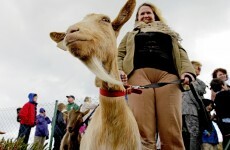 In pictures: three goats released on Howth Head