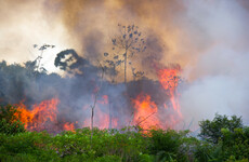 Brazilian Amazon deforestation up 150% in Bolsonaro's last month in office