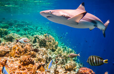 Two thirds of reef sharks and rays risk extinction due to climate change and overfishing