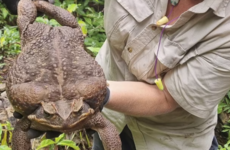 'Toadzilla': Record-breaking cane toad found in Australia believed to be largest of its kind