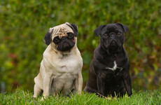 Dutch to ban unhealthy designer pets, with pugs among breeds that could be affected