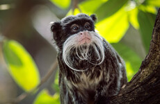 Man who stole two monkeys from Dallas Zoo arrested after visiting city aquarium