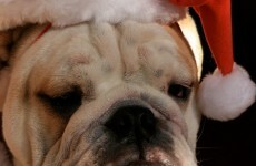 Winter is coming… and so is Christmas. Here’s the evidence.