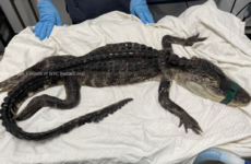 'Lethargic' alligator rescued from Brooklyn's Prospect Park in New York City