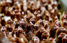 WHO describes bird flu situation as 'worrying' after death of an infected girl in Cambodia