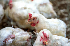China records first human death from H3N8 bird flu, WHO says
