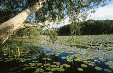 Remains of missing Australian man found inside two crocodiles