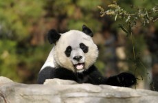 Week-old baby panda dies in US zoo