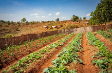 WHO to expand support for farmers to grow food instead of tobacco