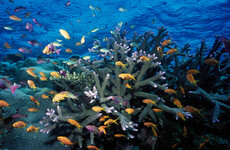 UNESCO welcomes €2.75 billion Australian pledge to protect the Great Barrier Reef