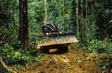 Deforestation in Brazilian Amazon falls by 31% in first five months of Lula presidency