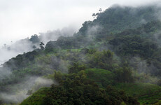 New report finds tropical forest the size of a football field lost every 5 seconds last year