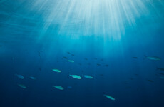 World's oceans set new surface temperature record, raising concerns about marine life