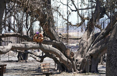 Hawaii starts investigation into wildfire handling as death toll hits 80