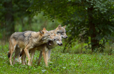 EU chief von der Leyen warns that wolf packs are a 'real danger' in Europe