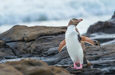New Zealand scientists probe mystery illness killing endangered penguins