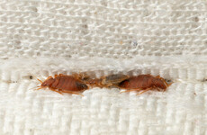 French government plans bill to tackle surging numbers of bedbug cases