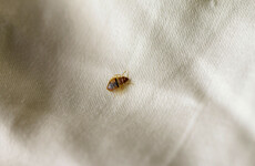 Seven schools closed in France due to growing concerns over bedbug infestation