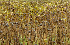Disasters in last 30 years have caused losses of $3.8 trillion in crops and livestock
