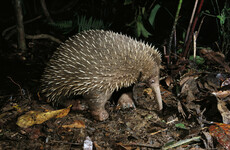 Elusive echidna feared extinct has been rediscovered in Indonesia
