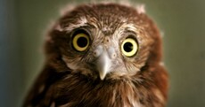 It's Friday so here's a slideshow of owls from around the world