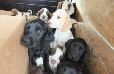 Rescued puppies will need homes...potential owners asked to register