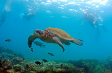 Countries urged to ratify UN ocean protection treaty to preserve Galapagos Islands