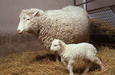 Dolly the sheep cloner Keith Campbell dies at 58