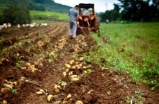 Price of spuds shoots up