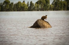 Australia lashed by "biblical floods" and bush fires