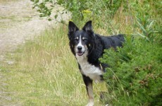 Twist of fate after lost dog is reunited with his family