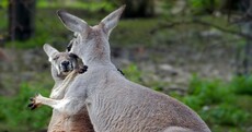 It's Friday so here's a slideshow of kangaroos from around the world