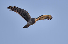 Govt action plan to save Hen Harriers launched amid concerns bird could be extinct in 25 years
