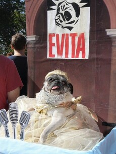 26 dogs in Halloween costumes that will blow your mind