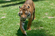 Tiger mauls animal handler in Australian theme park