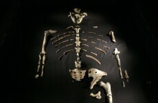 Human ancestor walked like man, climbed like ape