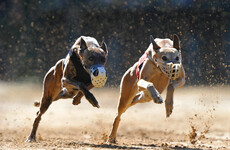 New Zealand to ban greyhound racing over animal welfare