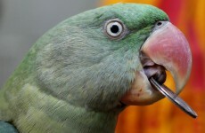 Foul mouthed parrot will bite and tell you to f**k off
