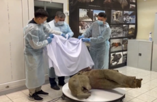 Extremely rare baby mammoth carcass discovered in far east of Russia
