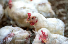 England introduces preventative measures after multiple bird flu cases detected across the country
