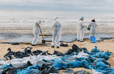 Dozens of marine mammals found dead after Russian oil tanker spill