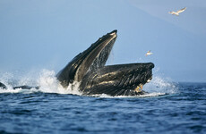 Caught on film: Chilean kayaker survives after being briefly swallowed by humpback whale