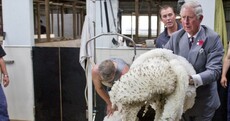 PHOTOS: Prince Charles goes sheep shearing