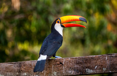 Quiz: How much do you know about long-billed birds?