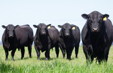 Will you eat meat today?