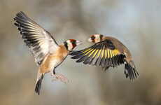 What sounds do these Irish garden birds make?