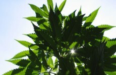 Cannabis worth €500k found in tyres at Rosslare Port